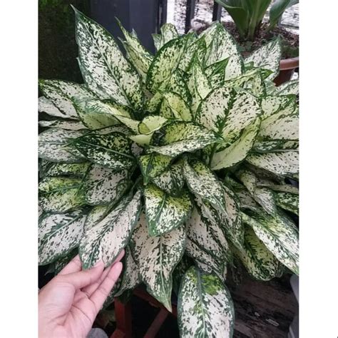 Jual PROMO Tanaman Hias Aglonema Siam Paragon Aglonema Snow White