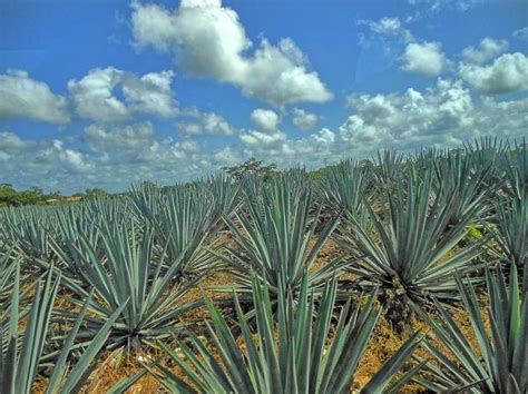 Como Plantar Agave Azul