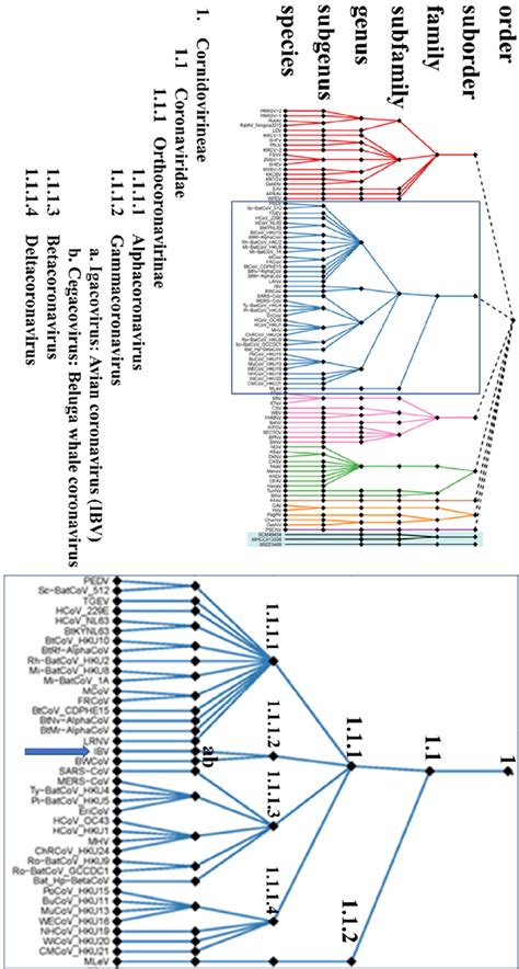 Taxonomy Of The Members Of The Order Nidovirales As Recently Approved