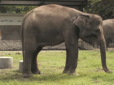 Foto-Foto Gajah di Kebun Binatang Gembiraloka | Fauna Gue