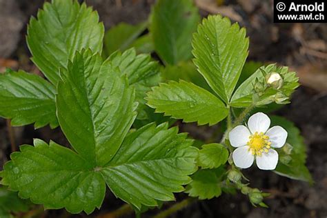 Heilpflanzen Walderdbeere Fragaria Vesca