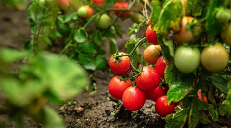 21 Small Tomato Varieties For Your Vegetable Garden