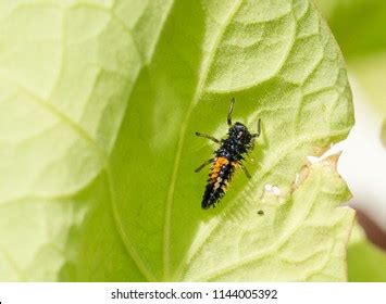 Ladybird Ladybug Larvae On Vibrant Green Stock Photo 1144005392 ...