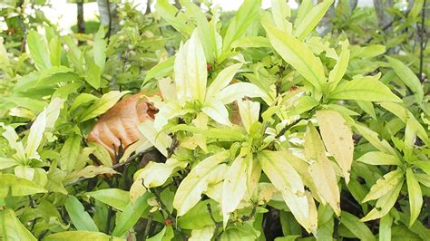 Identifying Nutrient Deficiency in Plants