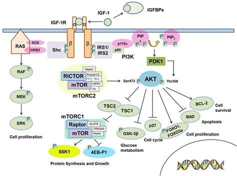 Frontiers Regulation Of Igf Signaling By Micrornas