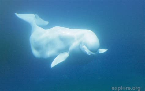 Обои для рабочего стола Beluga HD: широкоформатные: высокое разрешение ...