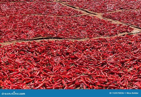 Red Chilli Peppers Drying In The Sun Stock Photo Image Of Nature