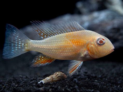 Albino Threadfin Acara Acarichthys Heckelii Tank Bred Aquatic Arts