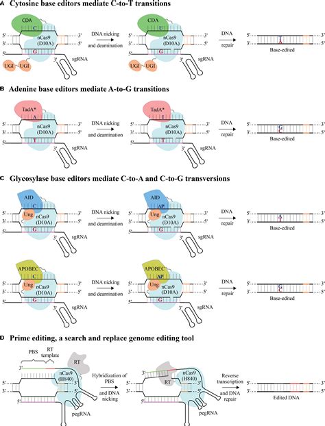 Frontiers | Advances in Genome Editing With CRISPR Systems and