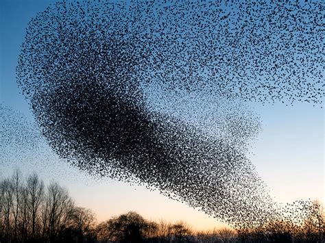 Starling Murmuration: A Complete Guide | Birdfact