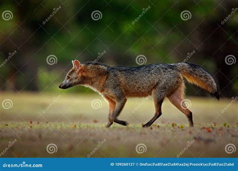 Crab Eating Fox Cerdocyon Thous Forest Fox Wood Fox Or Maikong Wild