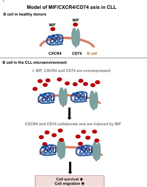 Cxcr4 And Cd74 Together Enhance Cell Survival In Response To Macrophage