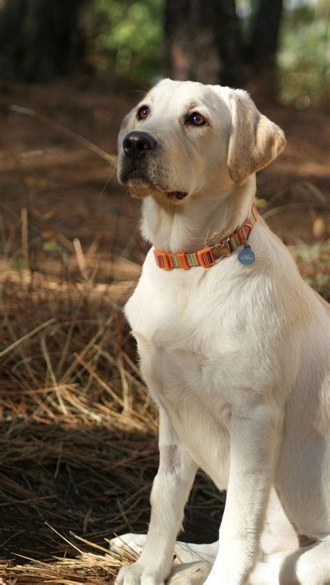 Dogs for the Family : The Yellow Labrador Retriever