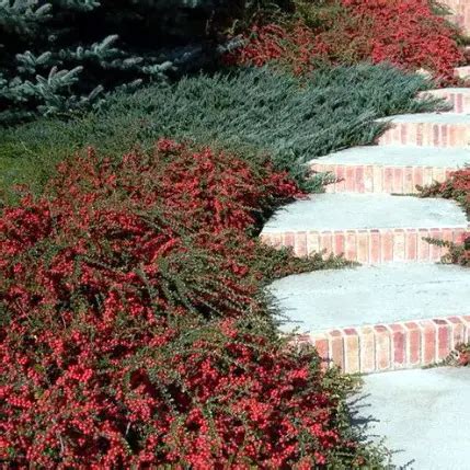 Кизильник гибридный Корал Бьюти C1,5 H30-40 см купить за 695 р. в ...