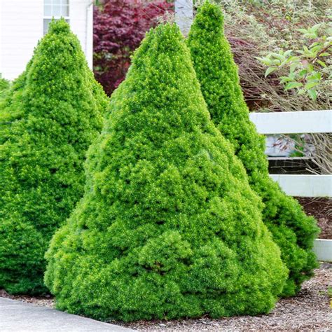 Dwarf Alberta Spruces For Sale