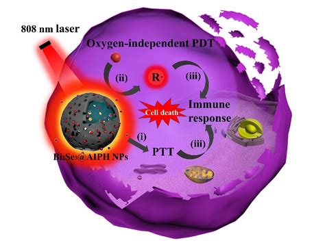 科学网肿瘤免疫治疗Bi2Se3 AIPH纳米结构NIR光热 光动力联合方案 纳微快报的博文