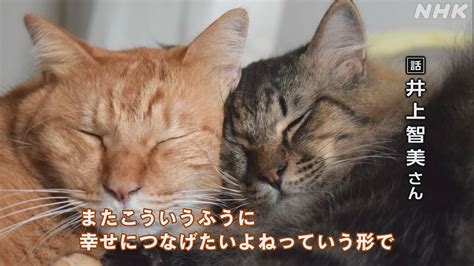 猫たちを救いたい 保護猫活動の思い 開放型シェルター設立へ Nhk