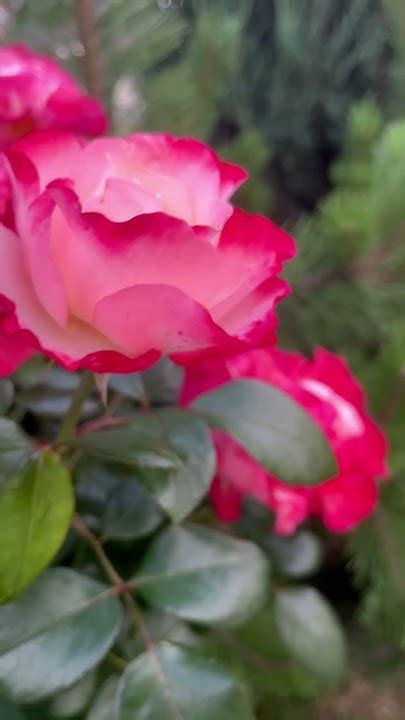 Роза Ностальджи, Nostalgie rose #розарий #цветениероз #nostalgierose## ...