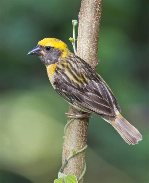 Baya Weaver Male Ploceus Philippinus Baya Weaver Ploc Flickr