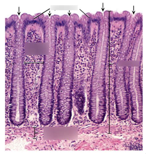 Large Intestinal Mucosa Histology Diagram Quizlet