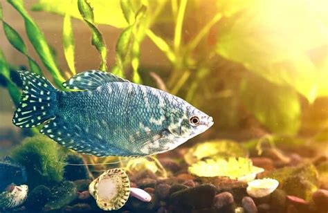 40 Gallon Aquarium Guide: Best Fish, Setup Ideas and More… | Fishkeeping World