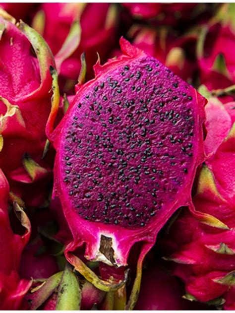 Como Plantar Pitaya Na Sua Casa Passo A Passo Completo