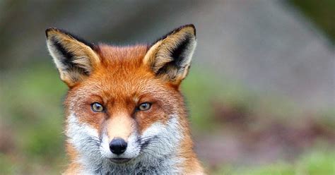 The Latter Days: Go Tell That Fox! 