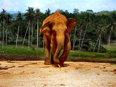 Elephants Of Sri Lanka 1 Taken In The Elephant Orphanage Flickr