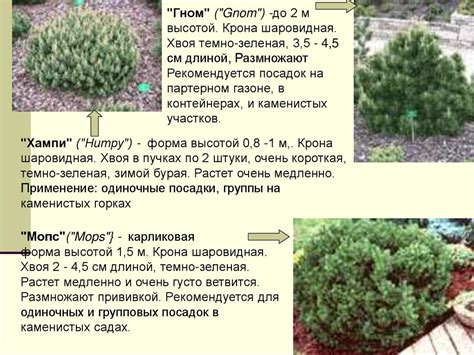 Семейство Сосновые - презентация онлайн