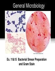 Lab 5 X 11 15 Bacterial Smear Preparation And Gram Stain Pdf General