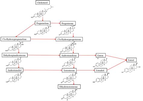 The Synthesis Of Sex Hormones From Their Precursor Cholesterol Download Scientific Diagram