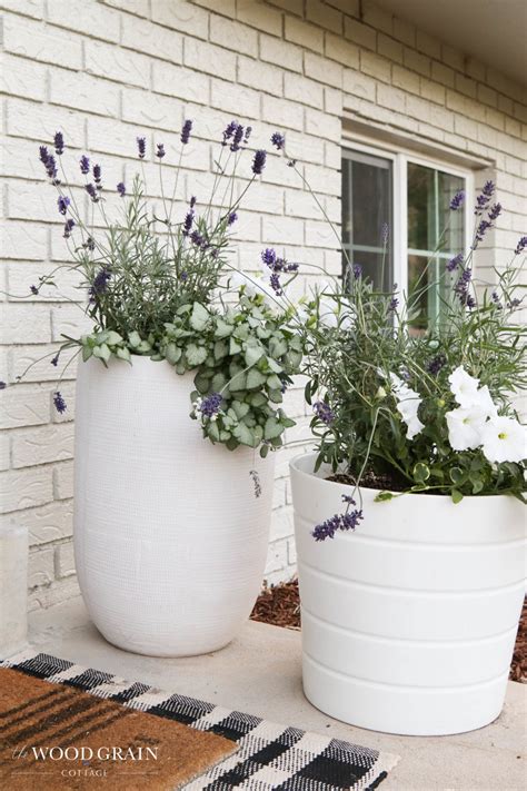 Lavender Plants In Pots