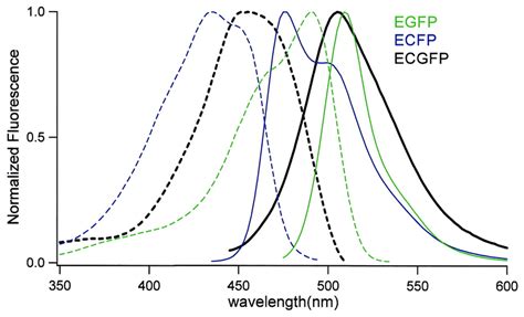 Excitation Dotted Lines And Emission Solid Lines Spectra Of Ecfp