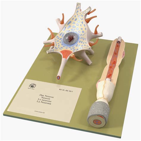 Human Neuron Model Cross Section On Stand 3d Model 49 3ds Blend C4d Fbx Max Ma Lxo