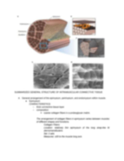 SOLUTION The Structure And Role Of Intramuscular Connective Tissue In