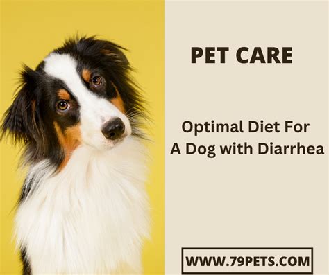 Optimal Diet For A Dog with Diarrhea