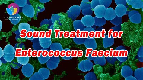 Enterococcus Faecalis Vs Faecium