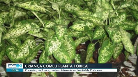 Crian A Internada Suspeita De Intoxica O Ap S Comer Planta