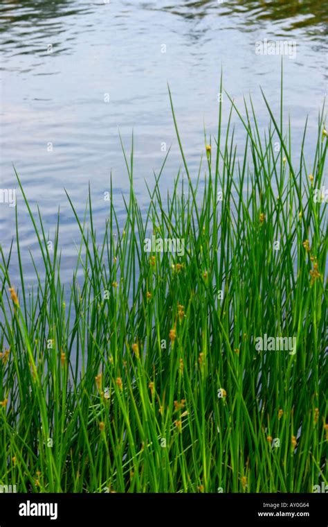 sedge grass  res stock photography  images alamy