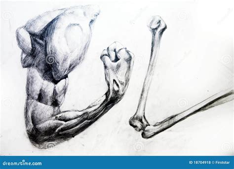 Anatomy Muscles.Drawing Studio Works Royalty Free Stock Photos - Image ...