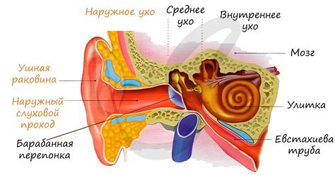Орган слуха и равновесия, подготовка к ЕГЭ по биологии