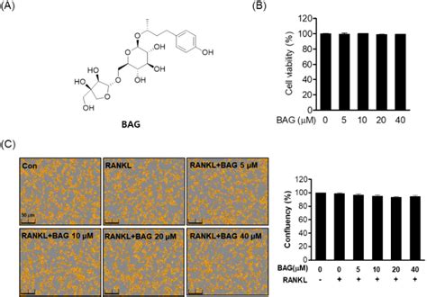 Figure 3 From Inhibitory Effect Of 2R 4 4 Hydroxyphenyl 2 Butanol 2