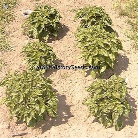 Habanero Hot Pepper - Victory Seeds® – Victory Seed Company