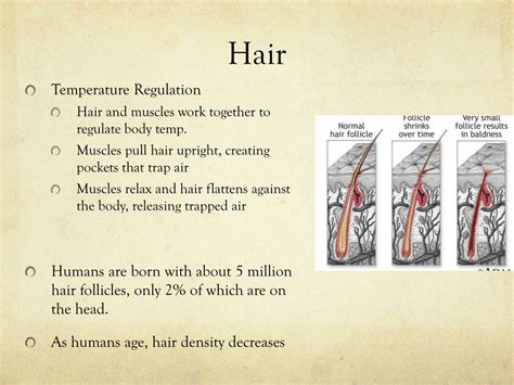 Ppt Chapter The Study Of Hair Powerpoint Presentation Free