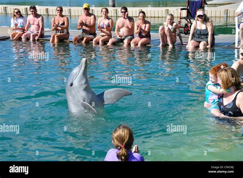 Dolphin encounter dolphins freeport hi-res stock photography and images - Alamy