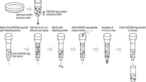 Flag-tagged Protein Purification Gel - Buy Flag Ddddk Tag Antibody ...