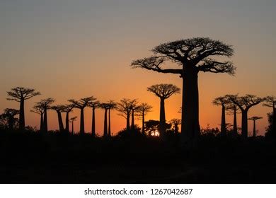 Baobab Trees Madagascar Stock Photo 1267042687 | Shutterstock