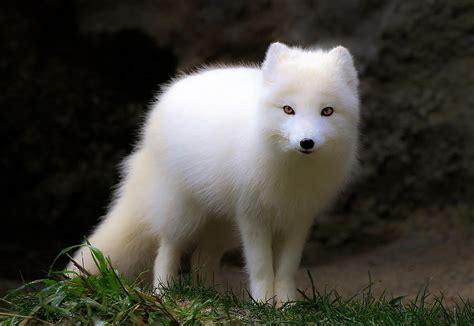 White Arctic Fox Puffball Photograph by Athena Mckinzie - Pixels