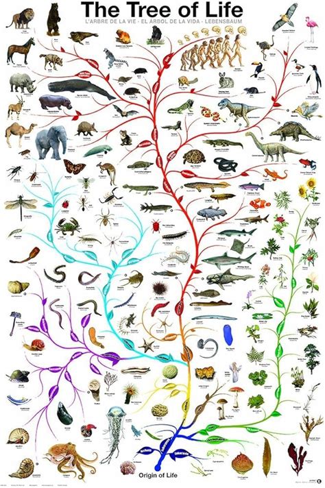 phylogenetic tree  life poster