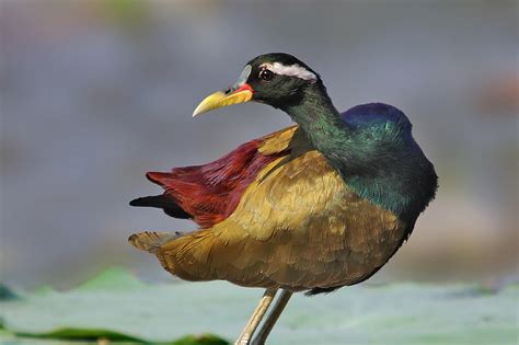 The Bronze Winged Jacana Metopidius Indicus Sharad Agrawa Flickr